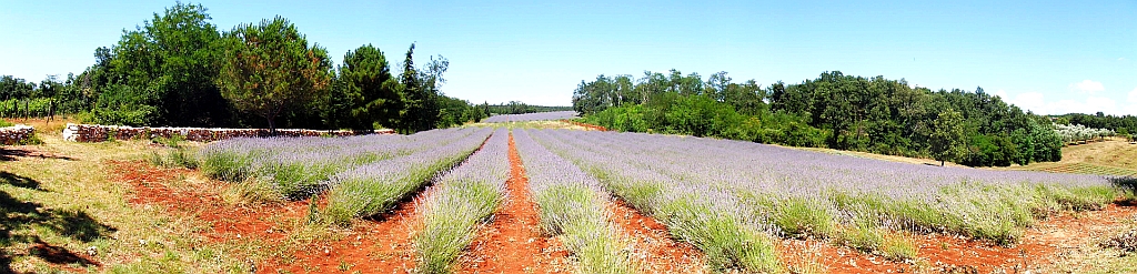 Panorama lawendowa farma.jpg