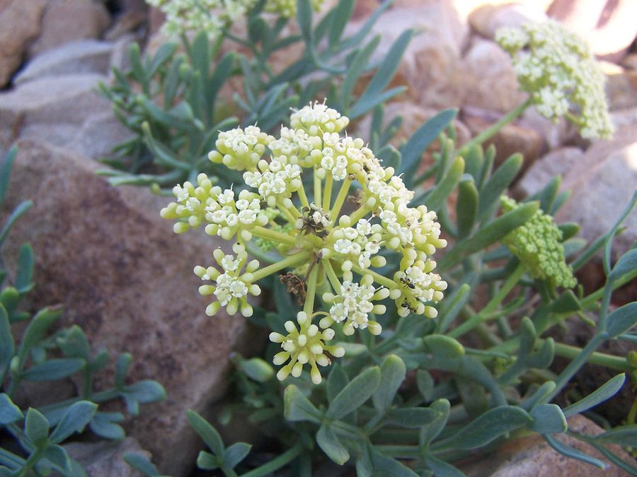 crithmum maritimum_honaine_medjahdi.JPG