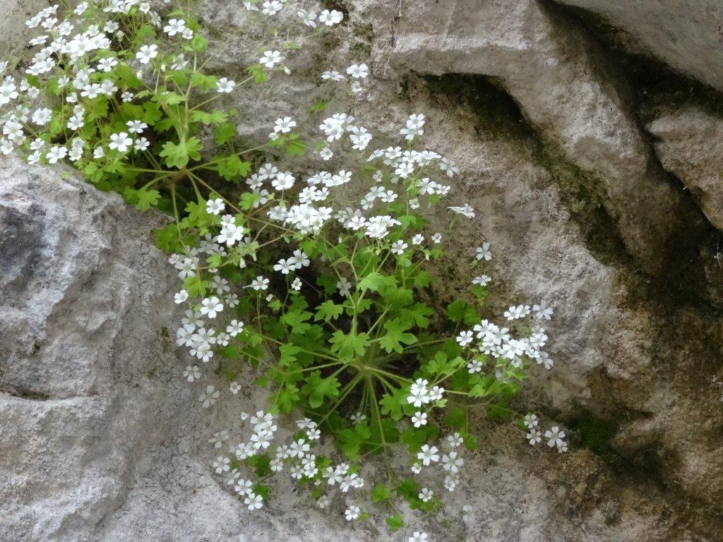 Słowenia maj 2018-05-23 046.jpg