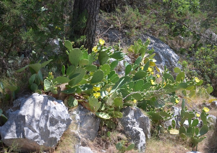 18  kaktusy.JPG