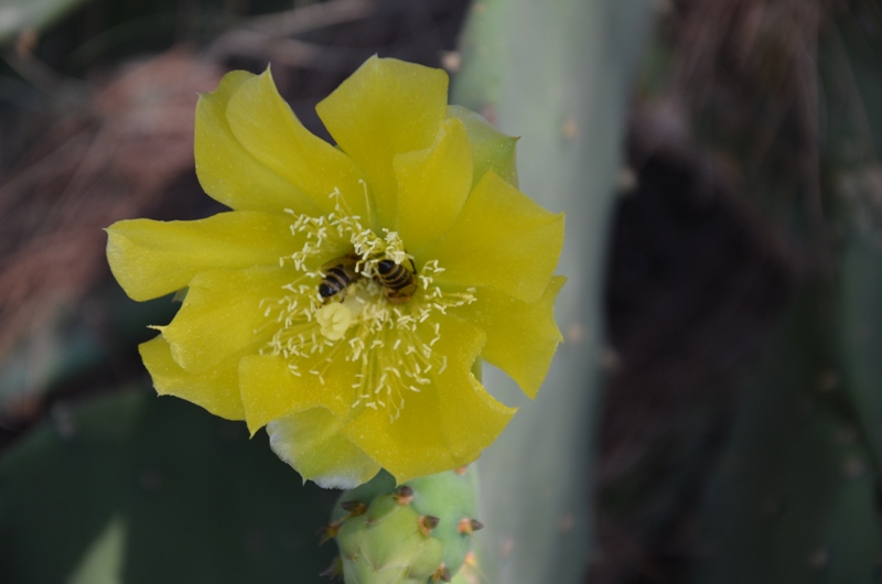 21 kwitnace kaktusy.JPG