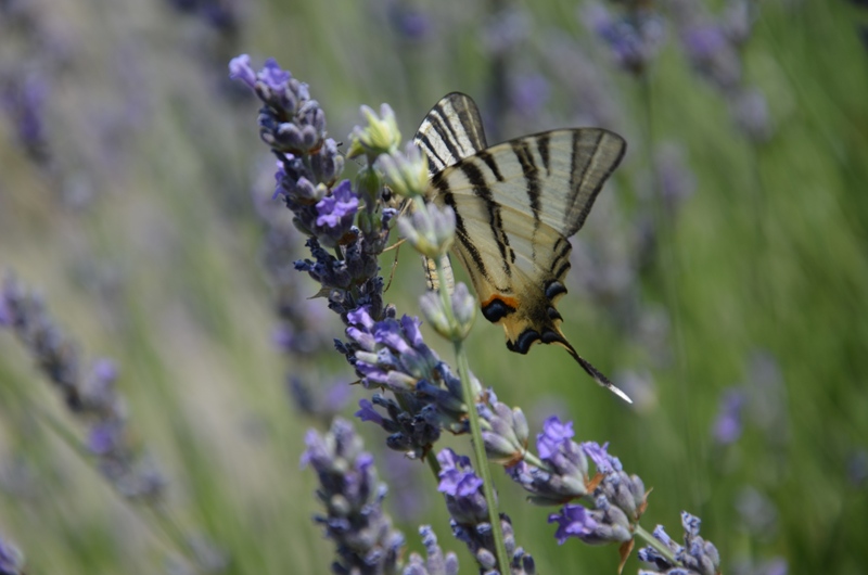 motyle i pszczoły w lawendzie - Hacjenda.JPG