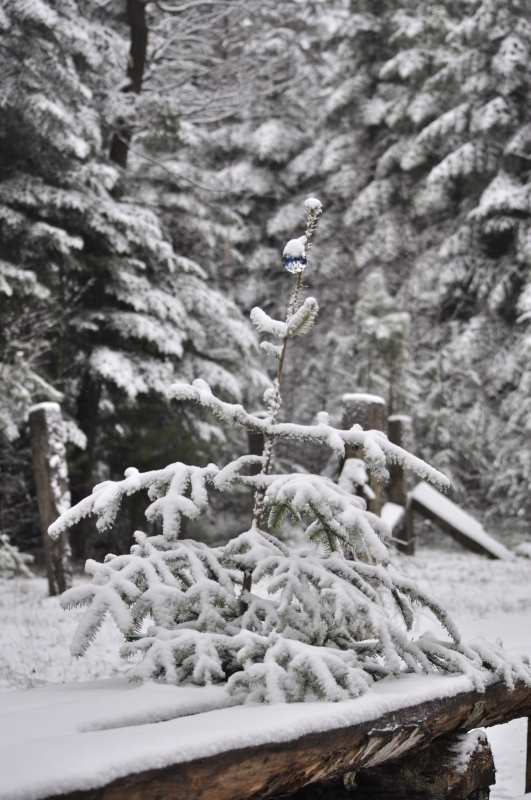 _DSC2036.jpg