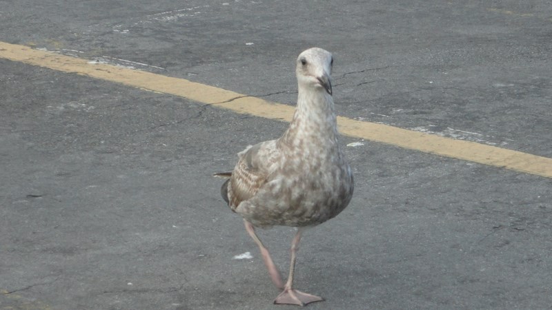 1380 (Kopiowanie).JPG