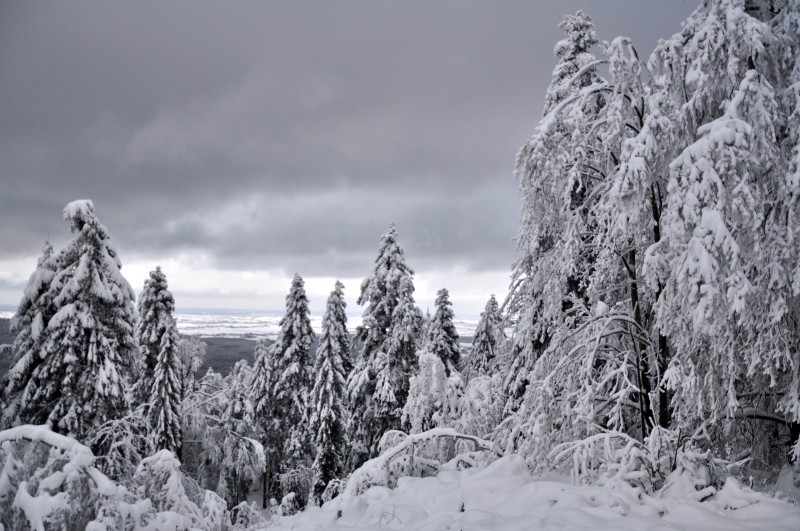 _DSC2275.jpg