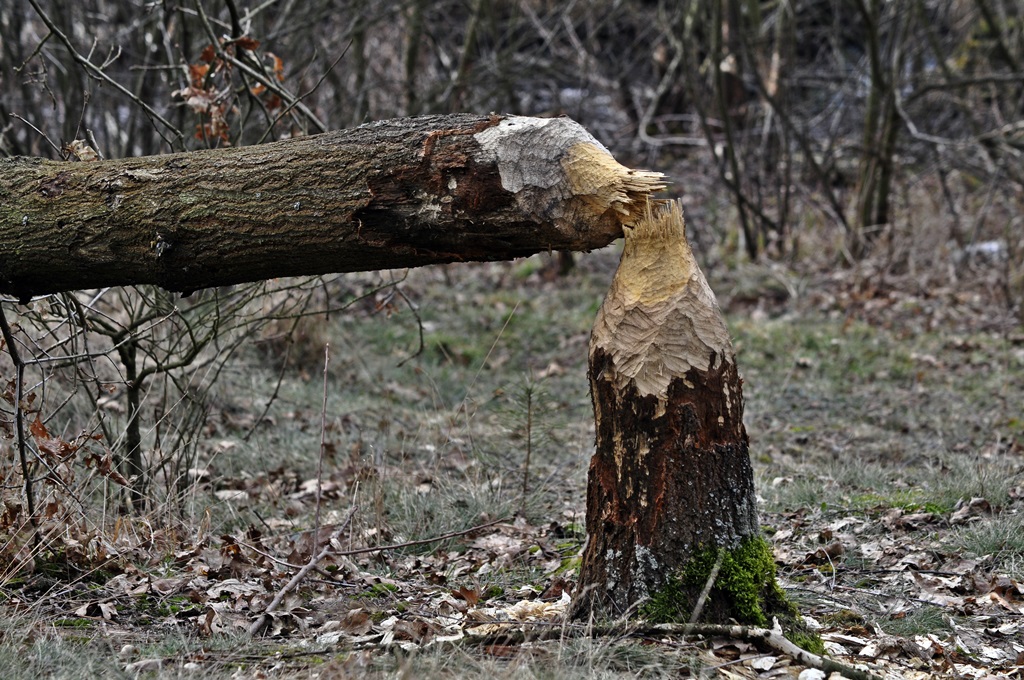 _DSC1812.JPG