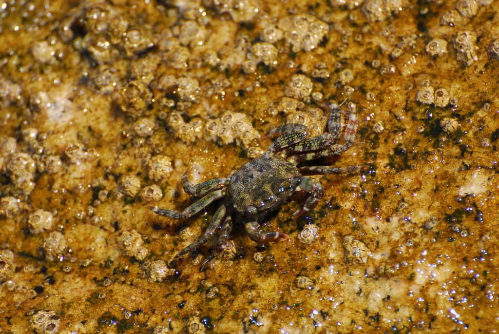 GRECJA 2014 (1602).JPG