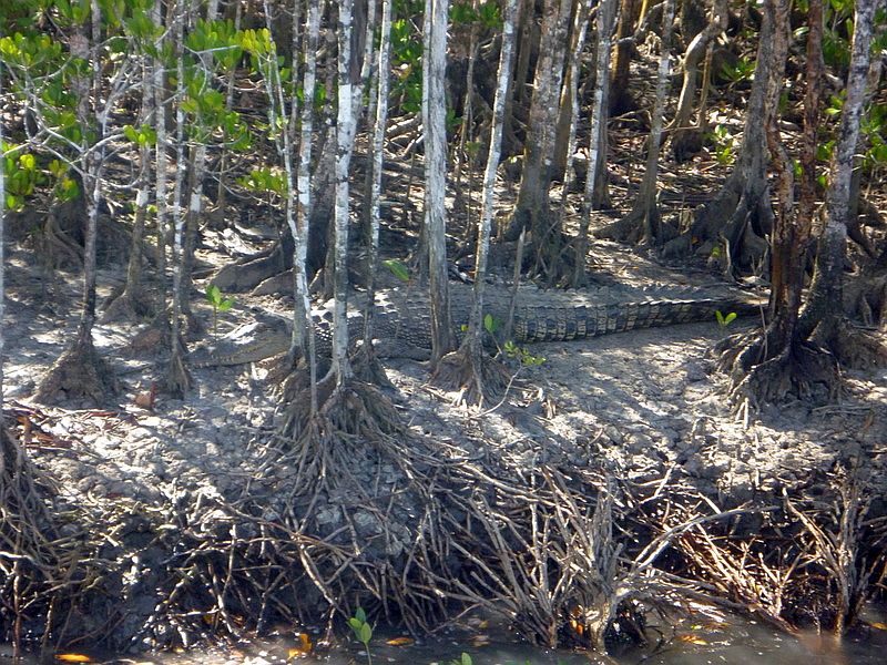 Australia 2011 (332).jpg