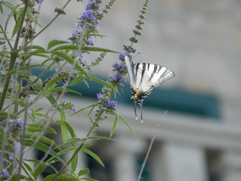 motylek / otok_Zirje (191).JPG otok_Zirje (191).JPG