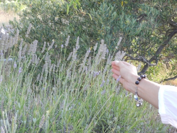 lawenda / otok_Zirje (135).JPG otok_Zirje (135).JPG