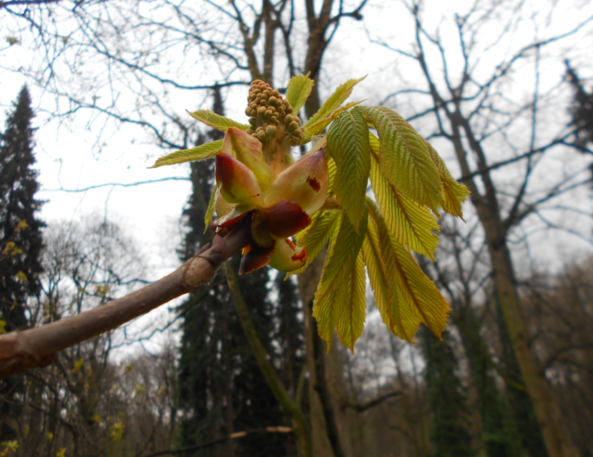 Zrzut ekranu 2015-04-9 o 11.21.10.png