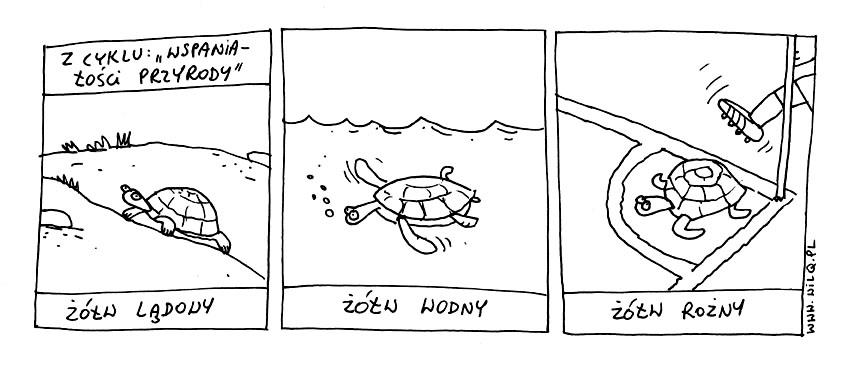 żółw.jpg