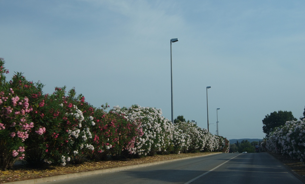 Tak wygląda jedna z głównych dróg w Rovinju – ktoś wie, jak nazywają się te kwiatki? Można je spotkać też na autostradzie. / DSC02101.JPG DSC02101.JPG