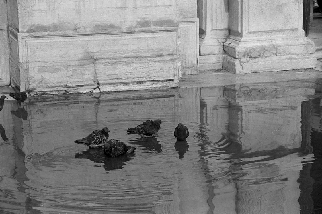 gołebie w kałuzy weneckiej.jpg