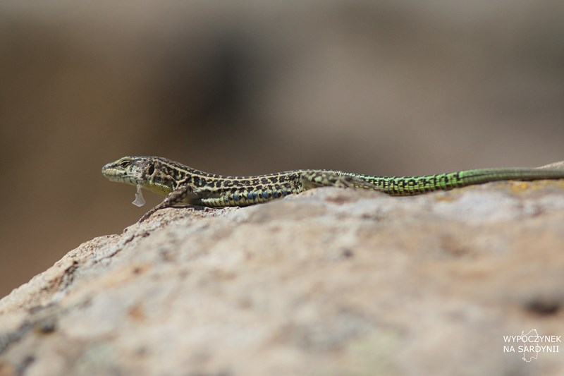 IMG_0869 (Kopiowanie).JPG