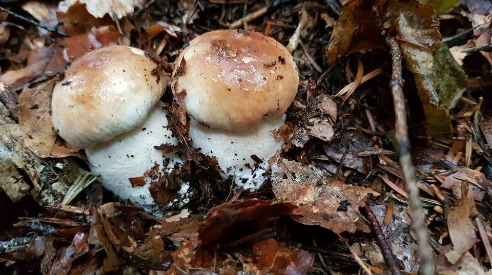 leśne bliźniaki.jpg