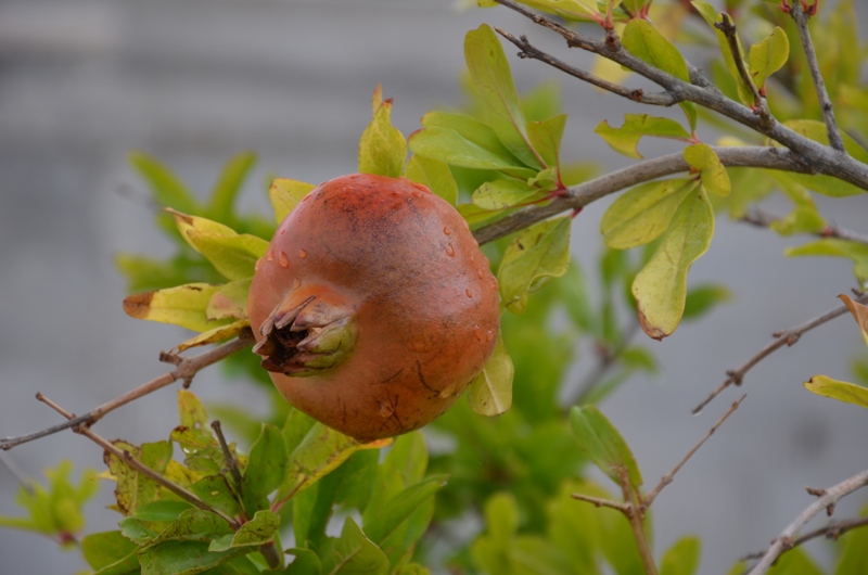 001 Dojrzewajace granaty.JPG