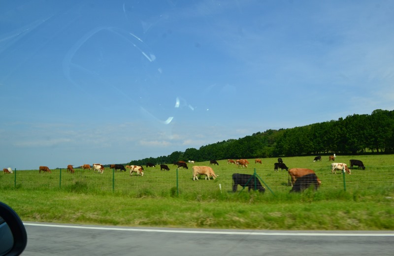Swojskie widoki coraz rzadsze / Po drodze widok coraz żadszy (800x520).jpg Po drodze widok coraz żadszy (800x520).jpg