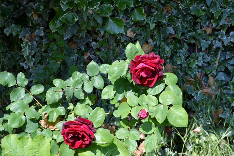 Powoli, powoli / spcerkiem po 2 (800x533).jpg spcerkiem po 2 (800x533).jpg