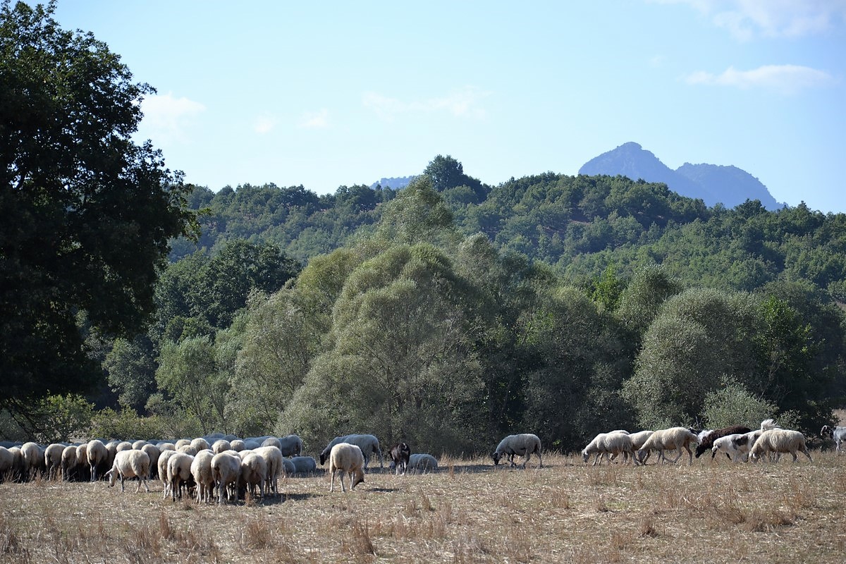 DSC_0038 (Kopiowanie).JPG