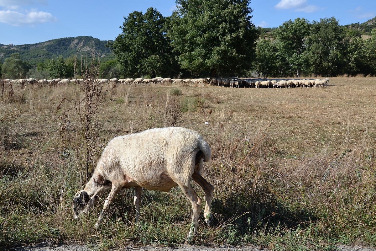 DSC_0044 (Kopiowanie).JPG