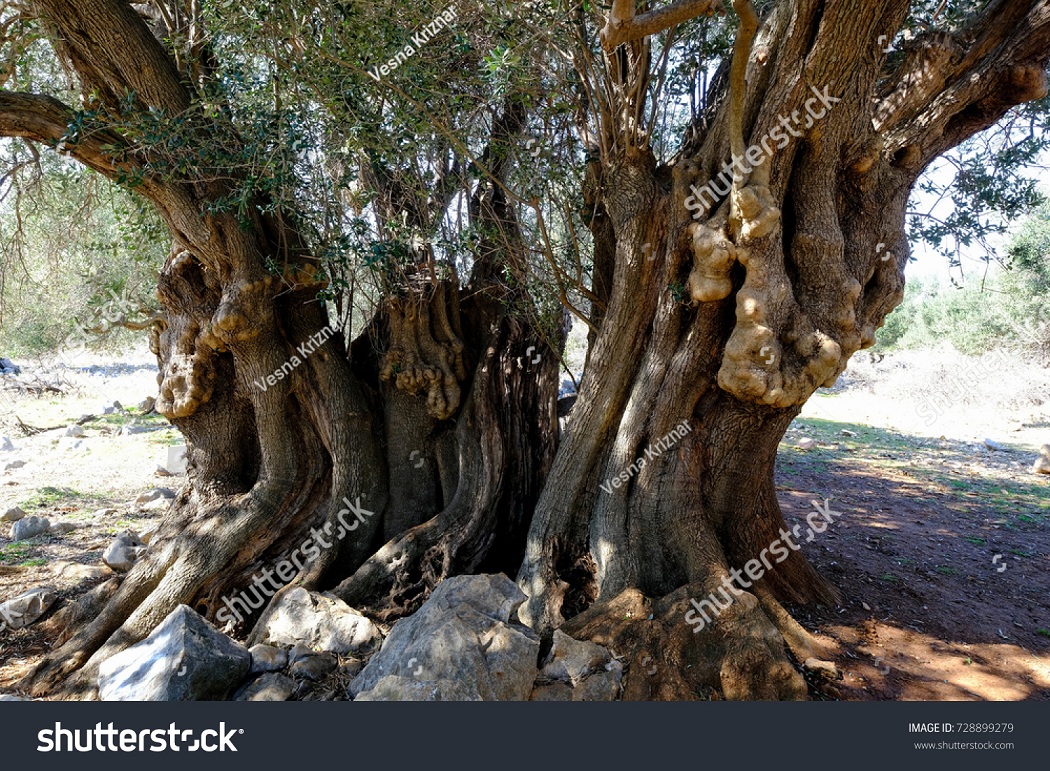 stock-photo-over-year-old-olive-tree-trunk-in-lun-on-pag-island-in-croatia-728899279.jpg