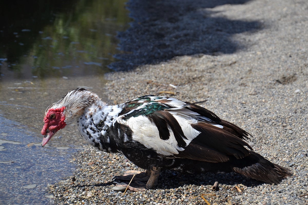 DSC_0140 (Kopiowanie).JPG