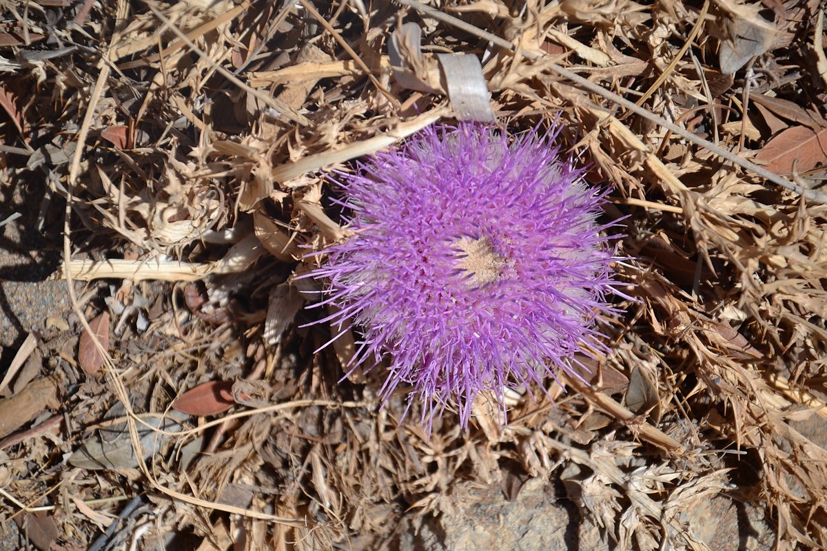 DSC_0231 (Kopiowanie).JPG