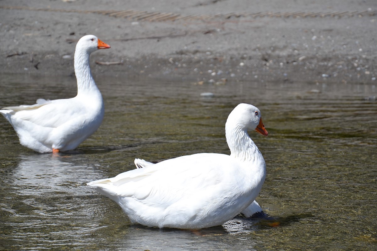 DSC_0352 (Kopiowanie).JPG