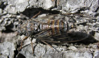 cykada-dzwiek-cykanie.jpg
