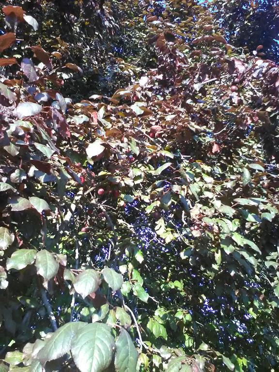 IMG_20160630_190557 (Copy).jpg