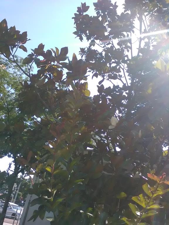 IMG_20160701_160650 (Copy).jpg