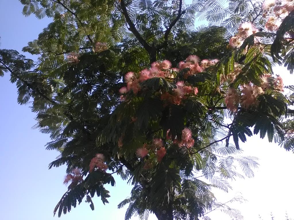 IMG_20160701_160709 (Copy).jpg