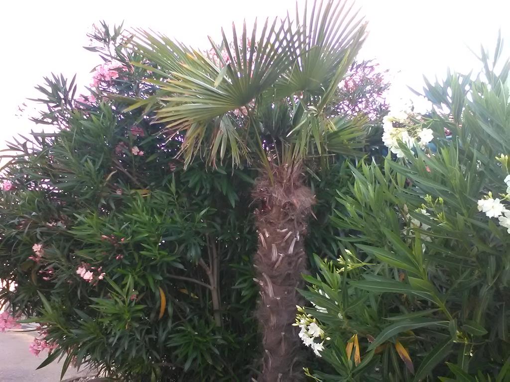 IMG_20160630_191249 (Copy).jpg