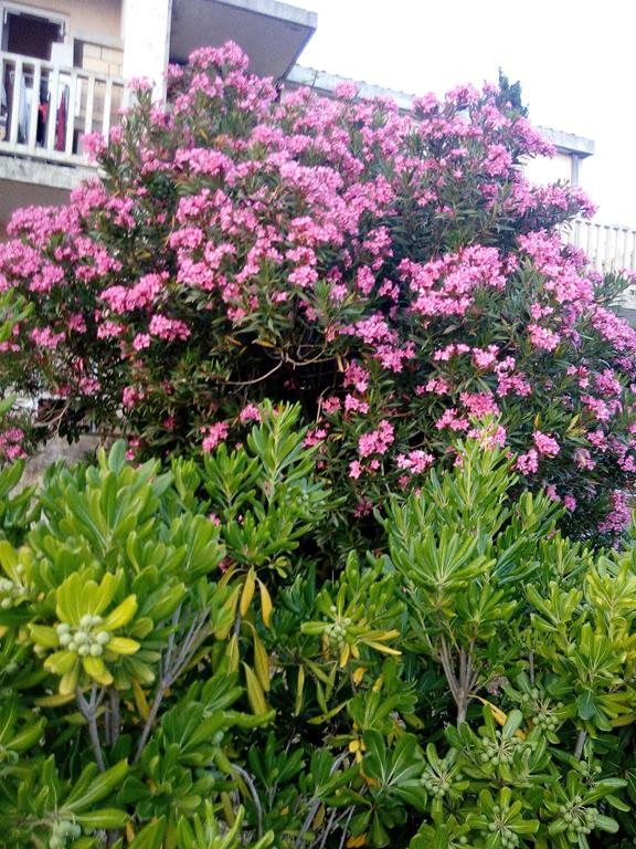 IMG_20160630_204939 (Copy).jpg