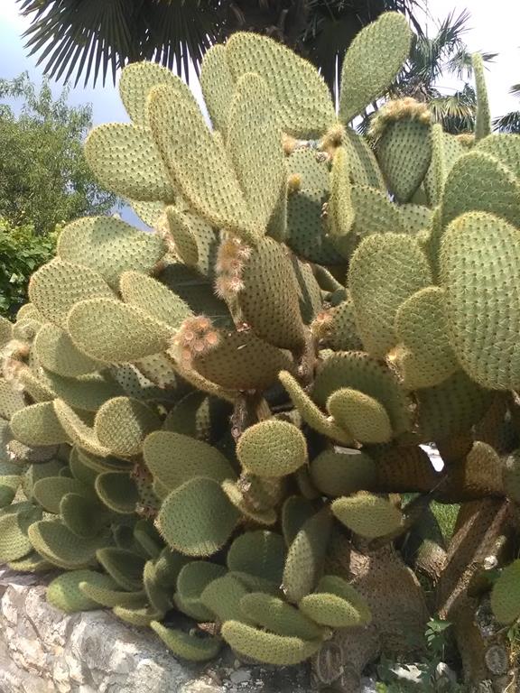 IMG_20160703_113011 (Copy).jpg