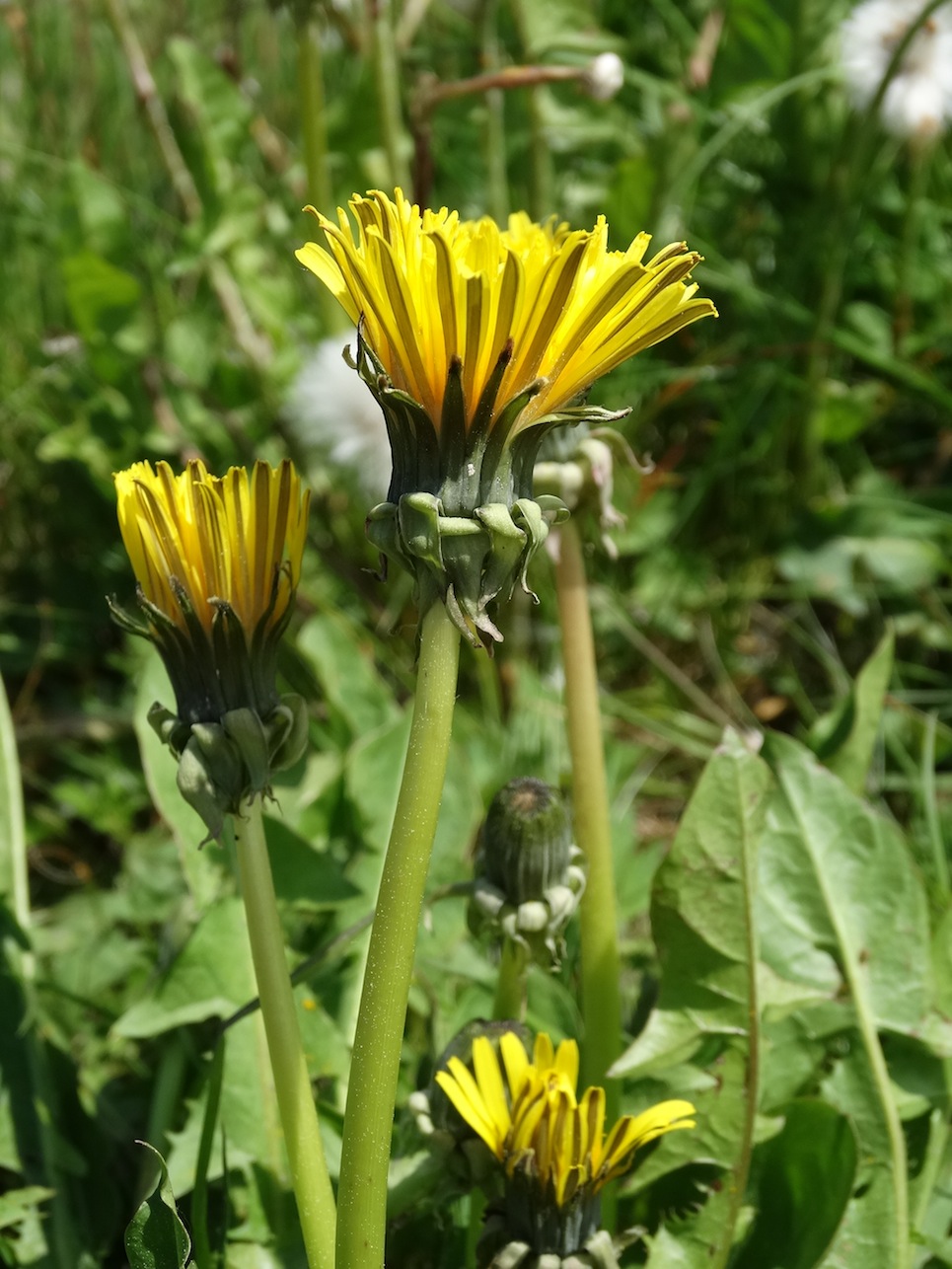 Beskid Sadecki_2015 027.jpg