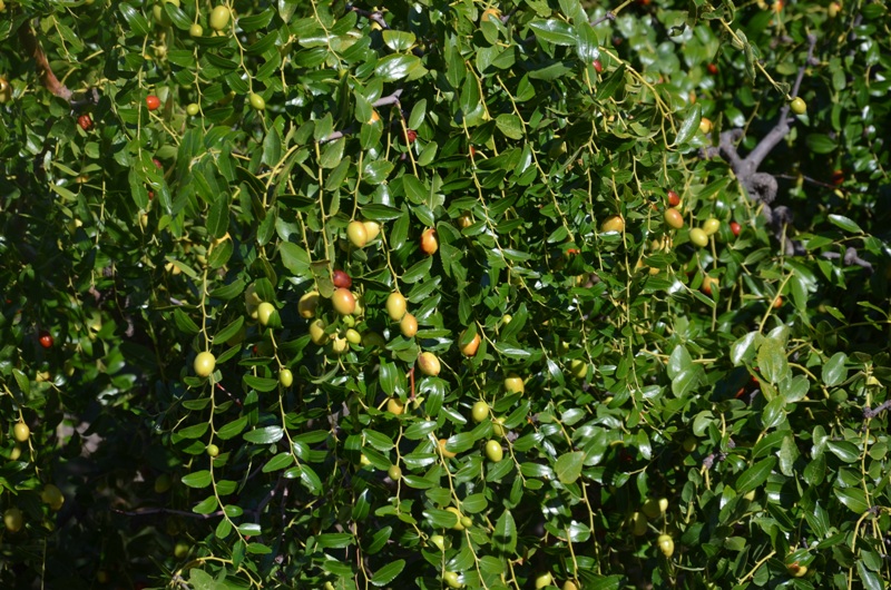 0018 Co to za roślina.JPG