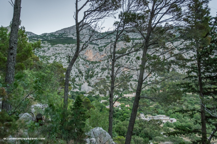 między drzewami / DSC_3577.jpg DSC_3577.jpg