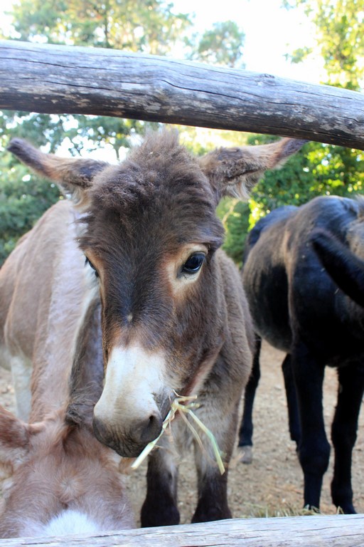 IMG_2132 (Kopiowanie).JPG