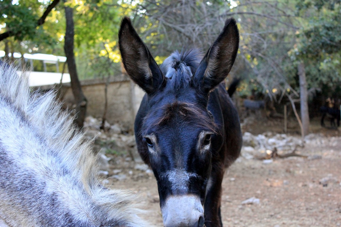 IMG_2135 (Kopiowanie).JPG