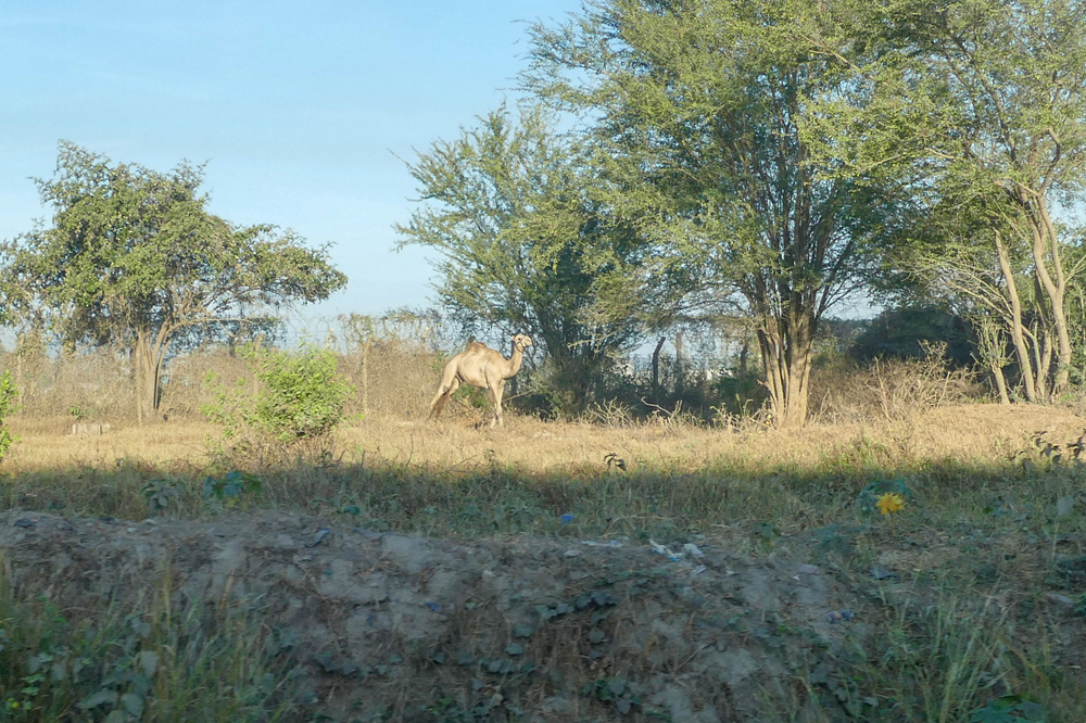 pierwszy większy zwierzak jako przedsmak safari / P1060709.jpg P1060709.jpg