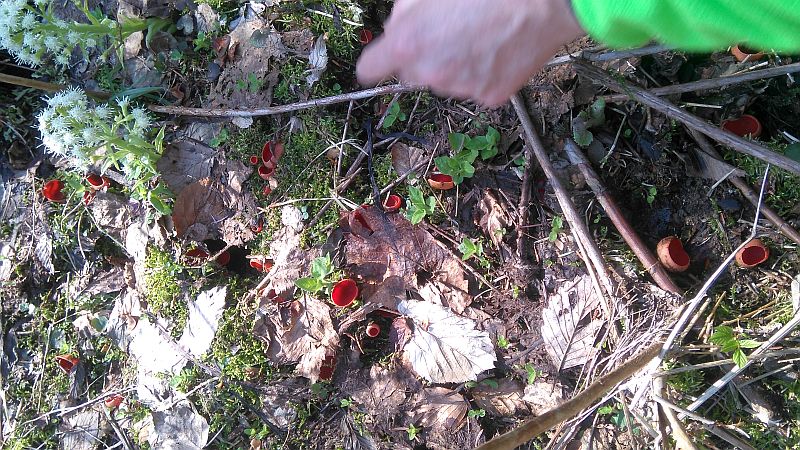 czarka austriacka.jpg