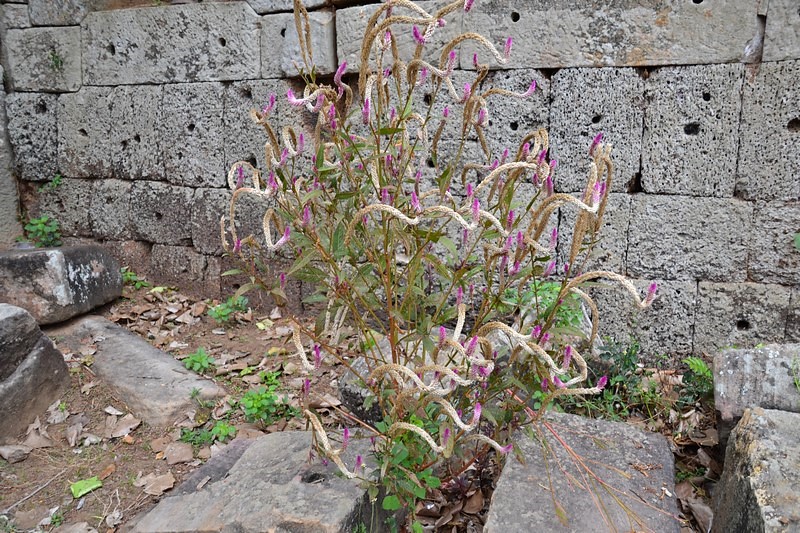 DSC_0548 (Kopiowanie) — kopia.JPG