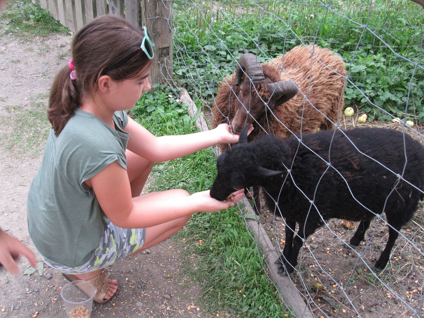 Barany i owce były najbardziej nachalne:) / IMG_3961.JPG IMG_3961.JPG