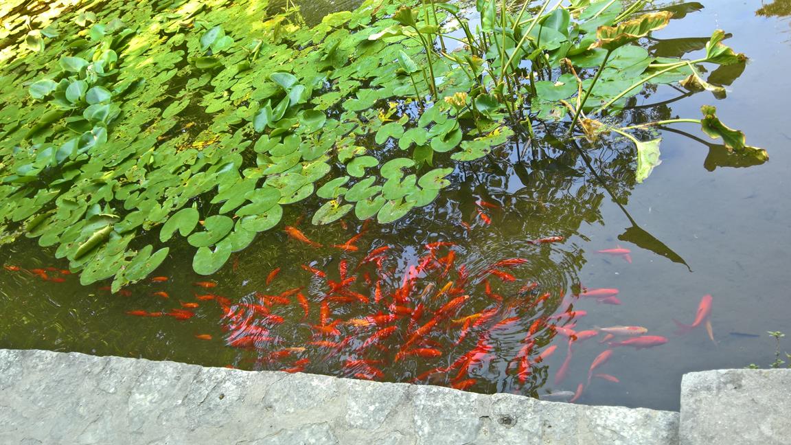 WP_20170825_11_05_19_Pro_LI (Copy).jpg