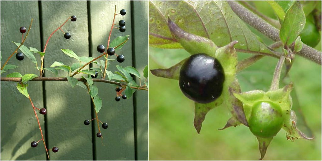 z lewej - czeremcha, z prawej pokrzyk wilcza jagoda.jpg