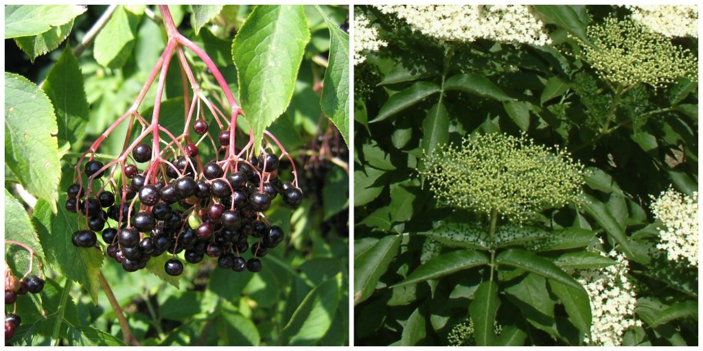 po lewej - dojrzałe, lecznicze jagody czarnego bzu, po prawej - zielone - trujące..jpg