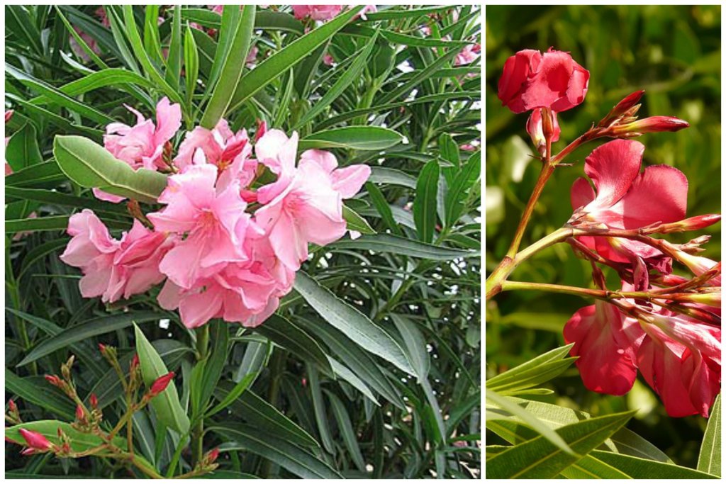 Oleander pospolity.jpg