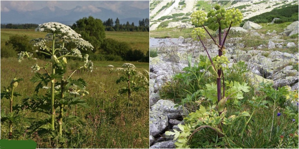 Barszcz Sosnowskiego.jpg